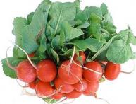 посев редиса