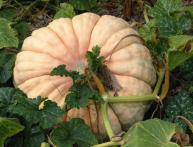 сроки высадки тыквы