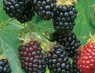 агротехника ежевики