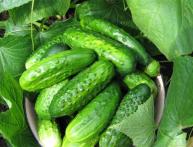 как сделать грядку под огурцы