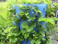 клубника в бочке