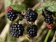 посадка и уход за ежевикой