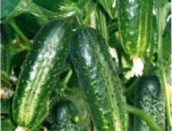 ранние сорта огурцов