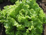 листовой салат, кочанный салат