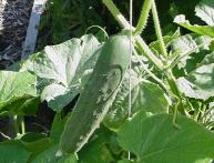 сроки посева огурцов