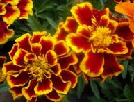 когда сажать бархатцы на рассаду