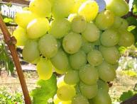 как укоренить черенки винограда