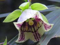 кодонопсис лацентный