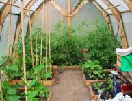 уход за огурцами