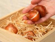 где хранить луковички тюльпанов