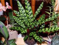 калатея пересадка