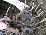 пересадка пиона