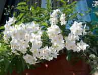 цветение паслена