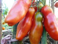 томат Аурия