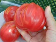 томат инжир розовый