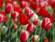 тюльпаны