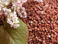 урожайность гречихи