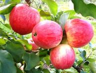 яблоня конфетное описание