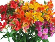 Альстромерия - значение цветка в букете