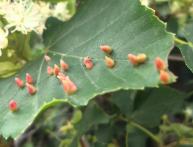 галлы на дубовом листе