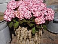 гортензии мисс саори