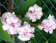 калистегия