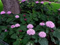 клеродендрум Бунге