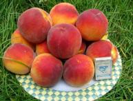 персики Золотая Москва