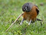 дождевые черви польза