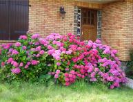 Когда обрезать гортензию