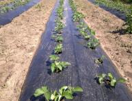 грядки под пленкой