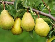 какой витамин в груше