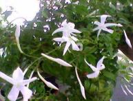 жасмин полиантовый