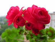 пеларгония Пак вива розита