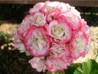 пеларгония спорт Appleblossom Rosebund