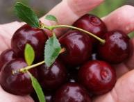 вишни сорт кармин джуэл