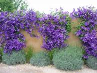 цветы клематиса