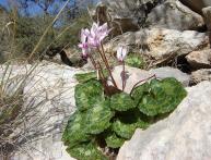 цикламен желтеют листья