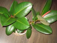 фикус каучуковый