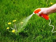 борьба с сорняками