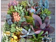 маленькие комнатные цветы