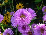 Астра Новобельгийская