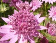 Атстранция