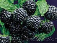 черная малина