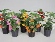 домшний клен