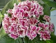 ле-Танцовщица