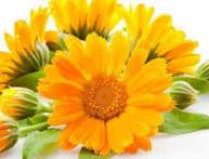 ноготки лечебные свойства