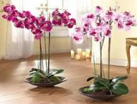 орхидеи уход