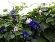 побеги импомеи