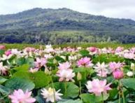 цветение лотосов